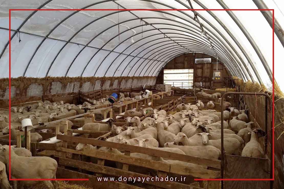 سازه های پارچه ای از سلامت گوسفندان محافظت می کند 